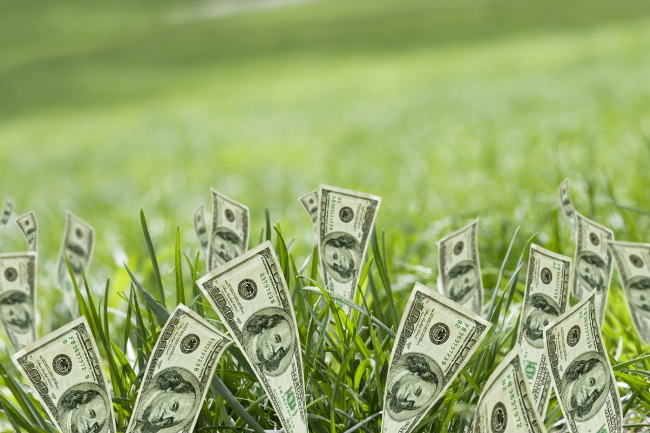 picture of money growing in fields