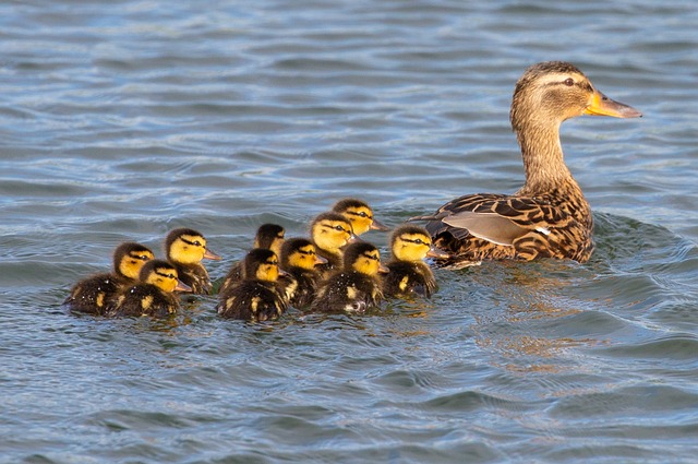 picture of mother duck leading her offspring